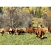 Image 2 : Squaw Valley Ranch - 850# October Delivery Steer Calves - 72 Head (Lumby, BC)