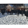 Image 5 : Reid Ranching Cremona - 650# March Delivery Heifers - 98 Head (Cremona, AB)