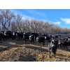 Image 3 : Bircham Ranch - 920# March Delivery Steers - 200 Head (Piapot, SK)