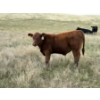 Image 8 : Evans Family (Gary, Carla & Keith) - 630# November Delivery Steer Calves - 95 Head (Bassano, AB)