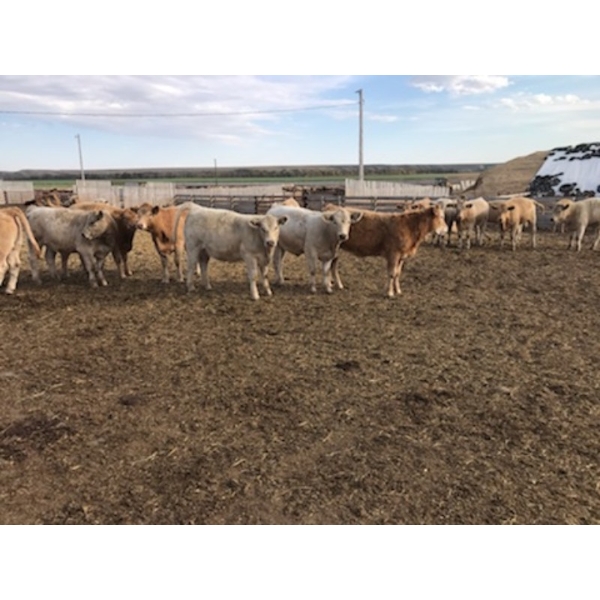 Two River Ranch - 900# February Delivery Weaned Heifers - 210 Head (Monarch, AB)