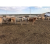 Image 1 : Two River Ranch - 900# February Delivery Weaned Heifers - 210 Head (Monarch, AB)