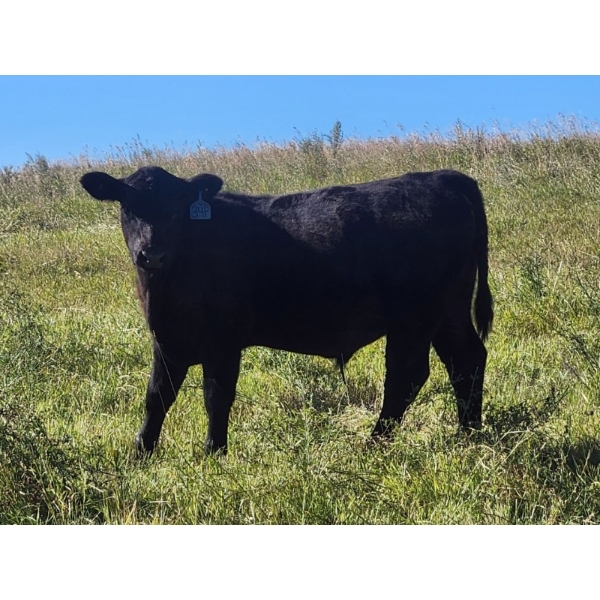 Jay & Laura Biggs  - 675# October Delivery Steer Calves - 65 Head (Elnora, AB)