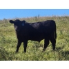 Image 1 : Jay & Laura Biggs  - 675# October Delivery Steer Calves - 65 Head (Elnora, AB)