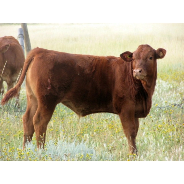 Justin & Theresa Berry - 515# Steer Calves - 80 Head (Hanna, AB)