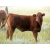 Justin & Theresa Berry - 515# Steer Calves - 80 Head (Hanna, AB)