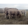 Image 2 : Wagstaff Land & Cattle & Desertland Cattle - 590# November Steer Calves - 65 Head (Sedalia, AB)