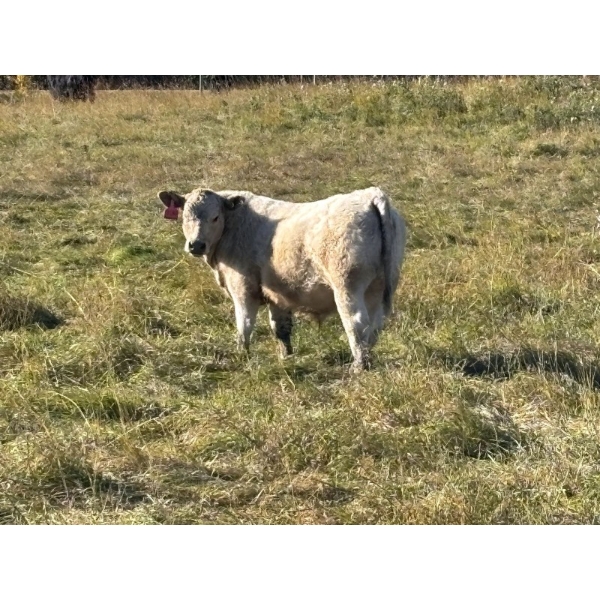 George Ranching - 600# November Delivery Steer Calves - 100 Head (Marwayne, AB)