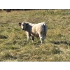 Image 1 : George Ranching - 600# November Delivery Steer Calves - 100 Head (Marwayne, AB)
