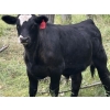 Image 5 : J & S Winchester Cattle Co. - 770# November Delivery Steer Calves - 82 Head (Leslieville, AB)