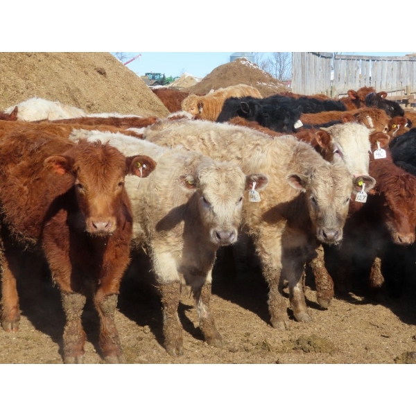 Little Rainbow Ranch - 775# March Delivery Steers - 156 Head (Moosomin, SK)