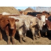 Image 1 : Little Rainbow Ranch - 775# March Delivery Steers - 156 Head (Moosomin, SK)