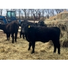 Image 7 : Upland Livestock - 550# April/May Delivery Steers - 60 Head (Wood Mountain, SK)