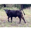 Image 9 : Beaver Ranch - 540# October Delivery Steer Calves - 220 Head (Quilchena, BC)