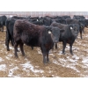 Image 8 : Martin DeVos - 725# March/April Delivery Heifers - 69 Head (Fork River, MB)