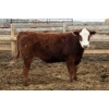 Image 5 : McIntyre Ranch - 845# April/May Delivery Steers - 260 Head (Raymond, AB)