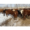 Image 2 : Quarter Circle X Ranch - 712# March Delivery Heifers - 82 Head (Madden, AB) VBP+