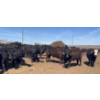 Image 2 : Cross Bar Ranch - 1050# May Delivery Steers - 205 Head (Consort, AB)