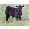 Image 7 : Marsh Ranches Ltd. (Marsh 99 Ranch) - 595# Nov/Dec Steer Calves - 100 Head (Southey, SK) VBP+
