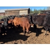 Image 13 : Alan Fridlington - 730# May Delivery Heifers - 162 Head (Kersley, BC)
