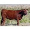 Image 3 : Lee Deschamps - 530# October Delivery Heifer Calves - 35 Head (Rosemary, AB)