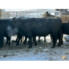 Image 2 : Larry Hatchard - 9 7 Year-Old Cows (Pen 530)