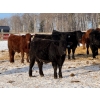 Image 6 : Hopper Farms/Jace Poffenroth - 910# January Delivery Steers - 68 Head (Eckville, AB)