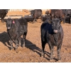 Image 9 : Habraken Farms Ltd. - 830# April Delivery Heifers - 64 Head (Scandia, AB)
