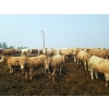 Image 3 : 007 Livestock Feeders - 980# June Delivery Steers - 120 Head (Elgin, MB)