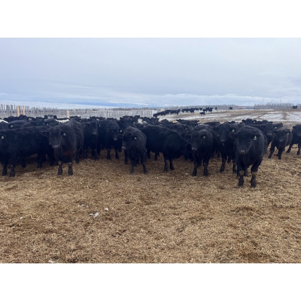 Ed Curry Ranching Ltd. - 725# March/April Delivery Steers - 170 Head (Big Stone, AB)