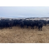 Image 1 : Ed Curry Ranching Ltd. - 725# March/April Delivery Steers - 170 Head (Big Stone, AB)