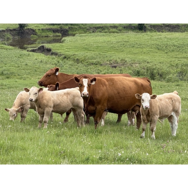 Cunningham Cattle Co. - 675# October Delivery Steer Calves - 275 Head (Sundre, AB)
