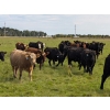 Image 12 : Chipping Hill Cattle Co. - 1025# October Delivery Grass Steers - 300 Head (Zhoda, MB)