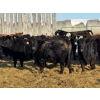 Image 5 : Bar R Ranch - 920# February Weaned Steers - 68 Head (Foam Lake, SK)