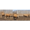 Image 6 : Cattlewood Farms Ltd. - 805# June/July Delivery Heifers - 75 Head (Fincastle, AB)