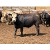 Image 3 : Brandt Boys Inc. - 1000# August Delivery Steers - 62 Head (Tolstoi, MB)