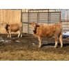 Image 12 : Winn Man Farms - 715# March/April Delivery Heifers - 82 Head (Winnipegosis, MB)