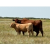 Image 19 : Kokay Farms Ltd. - 685# November Delivery Steer Calves - 120 Head (Rosemary, AB)