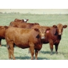 Image 3 : Dennis Bjelland - 1040# October Delivery Grass Heifers - 60 Head (Iddesleigh, AB)