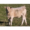 Image 7 : GW Murray Ranches - 575# November Delivery Heifer Calves - 80 Head (Rolling Hills, AB)