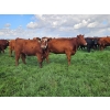 Image 3 : C.O. Johnson & Sons Ranches - 915# September Delivery Grass Heifers - 100 Head (Scandia, AB)