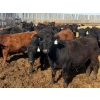 Image 6 : CV Bar Farms Ltd. - 950# April/May Delivery Steers - 180 Head (Scandia, AB)