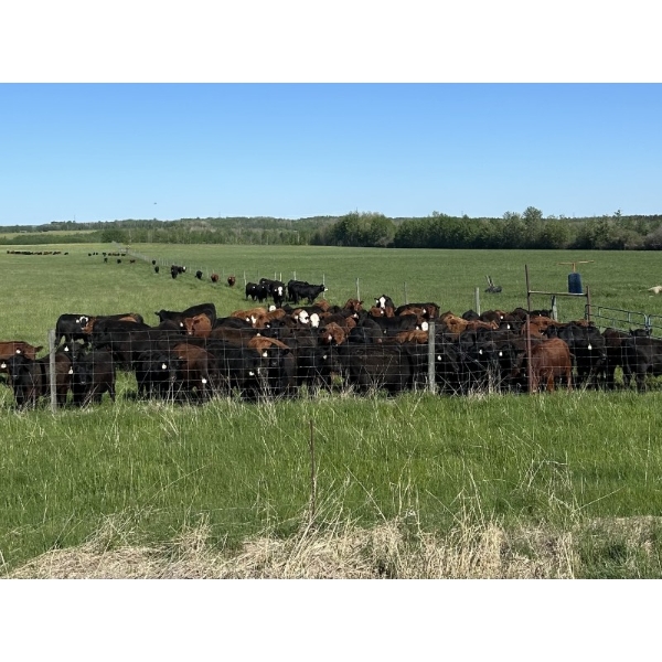 K6 Farms - 1050# September Delivery Grass Steers - 205 Head (Winfield, AB)
