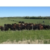 Image 1 : K6 Farms - 1050# September Delivery Grass Steers - 205 Head (Winfield, AB)