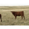 Image 13 : Evans Family (Gary, Carla & Keith) - 585# November Delivery Heifer Calves - 85 Head (Bassano, AB)