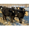 Image 8 : Salty Fox Farms - 50 Black Simm X Bred Heifers (Fork River, MB)