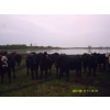 Image 5 : Tony Groenewoud - 1050# September Delivery Grass Steers - 100 Head (Turtleford, SK)