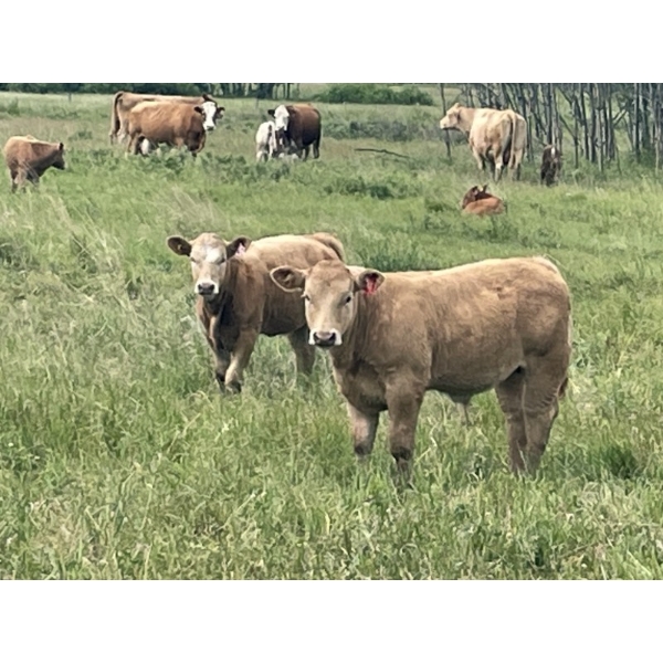 Matt & Shauna Elines - 675# Oct/Nov Delivery Steer Calves - 92 Head (Big Valley, AB)