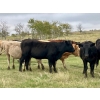 Image 8 : Kings Corner Farms - 840# October Delivery Grass Heifers - 75 Head (Corning, SK)
