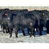 Image 5 : East Hilltop Holdings - 770# January Weaned Heifers - 80 Head (Carstairs, AB)